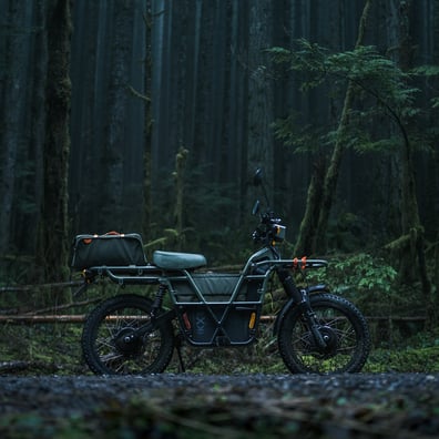 Dylan Furst forest image #2