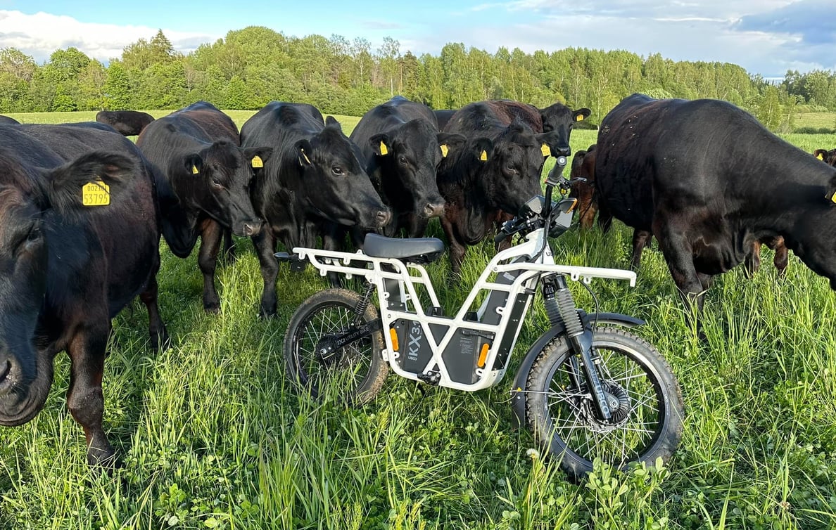 White Adventure Bike with Cows
